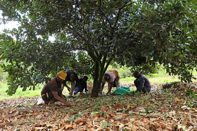 China’s Specialty Farming Success Offers Lessons for Kenya’s Macadamia Farmers